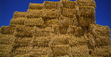Tullahoma Wheat Straw